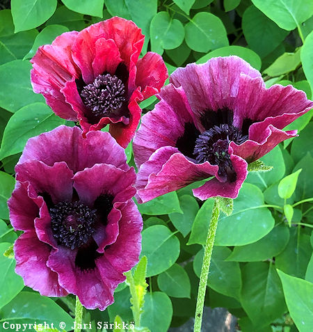 Papaver Orientale-Ryhm 'Harlem', tarhaidnunikko
